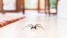Zbog čega nikada ne biste trebali ubiti pauka kojeg vidite u svom domu