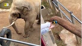 Slon u kineskom zoološkom vrtu vratio djetetu cipelicu