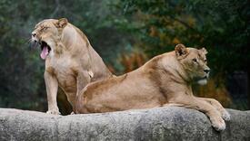 Pogledajte kako je pet lavova pobjeglo iz zoološkog vrta u Australiji