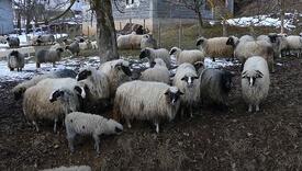 I ovo je BiH: Husein se požalio da je izgubio 50 ovaca, sada ih je dobio 150