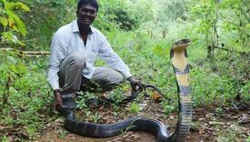 ŠOKANTAN SNIMAK Krotitelja zmija u Indiji ujela kraljevska kobra