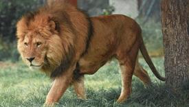 Lav pobjegao iz kaveza u zoološkom vrtu i ubio uposlenika