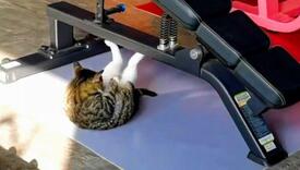 Mačka koja radi trbušnjake u teretani najbolje je što ćete vidjeti danas