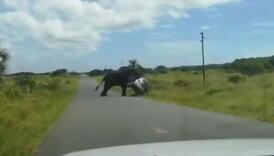 Uznemireni slon prevrnuo automobil u Južnoj Africi