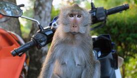 Majmun terorizira gradić: Provaljuje u kuće i napada stanovnike Japana