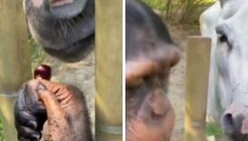 Čimpanza nudi trešnje magarcu