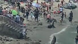 Pogledajte kako su morski lavovi tjerali kupače s plaže u Kaliforniji