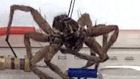 Naučnici pretvaraju mrtve pauke u robote