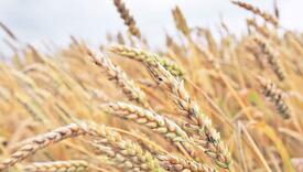 Preko 66.000 hektara zasađeno pšenicom