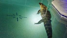 Porodica ostala zatečena nezvanim gostom, aligator bio uporan da se malo okupa u bazenu