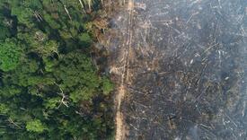 Površina iskrčene šume u Amazoniji dostigla rekordan nivo!