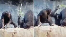 Mali majmun bacio kamen na turiste pa ga majka istukla šipkom