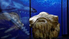 U Peruu otkrivena 36 miliona godina stara lobanja morskog “čudovišta”