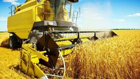 Al Jazeera: Kosovo će biti zavisno od uvoza pšenice