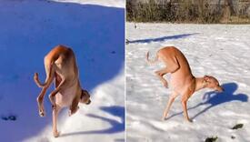 Pas Nino mrzi snijeg pa je smislio genijalan način na koji ga pokušava što manje dotaknuti