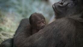 Mislili da je gorila muško, a onda je stigla beba