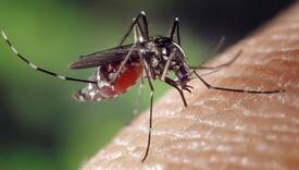 Slučajno otkriće naučnika pomoglo u liječenju malarije
