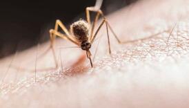 Znate li zašto ne osjetite ubod komarca
