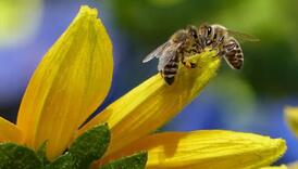 Umjetna pčela oduševljava rezultatima, evo na koji način funkcioniše
