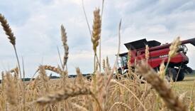 Na Kosovo je uvezena pšenica od 270 eura po toni, dok državne rezerve koštaju 540 eura po toni