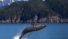 Izmet kitova je zlata vrijedan u borbi protiv klimatskih promjena