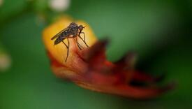 Evo kako prepoznati zaraze koje šire komarci