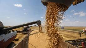 Peci: Prinosi pšenice veoma dobri, moguće pokriti 70 odsto potreba tržišta