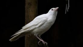 Čudo prirode: Pronađena albino vrana s ružičastim očima, pogledajte kako izgleda