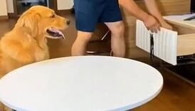 Urnebesni video gdje pas 'prevari' svog vlasnika