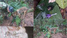 Četvero djece čudesno preživjelo u džungli dvije sedmice nakon pada aviona