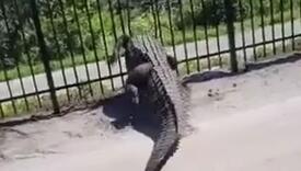 Kao kroz papir: Aligator na Floridi s lakoćom prošao kroz metalnu ogradu