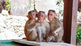 Majmuni upali ženi u kuću, pala prilikom bijega i preminula u bolnici