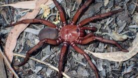 Novi "džinovski" pauk otkriven u Australiji