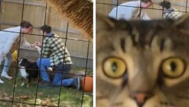 Viralan video: Par pokušao snimiti svoju prosidbu, njihov mačak imao druge planove