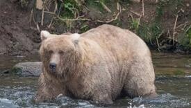 Postala internet senzacija: Održana Sedmica debelih medvjeda, "krunisan" pobjednik