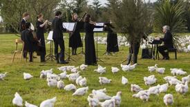 Članovi simfonijskog orkestra nastupili za hiljade kokoški