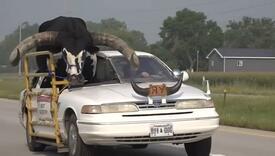 Vozač na suvozačkom mjestu vozio bika s ogromnim rogovima, zaustavila ga je policija