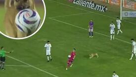 Razigrani pas prekinuo utakmicu: Uzeo je loptu i "driblao" redare koji su ga pokušavali uhvatiti