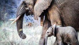 Naučnici tvrde da slonovi rade nešto što je dosad zabilježeno samo kod ljudi?