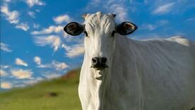 Ova krava je prodana za 4,8 miliona dolara, evo po čemu je posebna