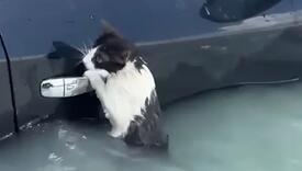 Mačka se očajnički držala za auto tokom poplava u Dubaiju, mrežama se dijeli trenutak spašavanja