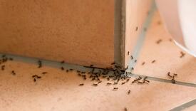 Primijetili ste mrave u svom domu? Ove namirnice vam mogu pomoći da ih se riješite