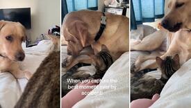Reakcija mačke na kihanje psa nasmijava korisnike TikToka: Kad slučajno zabilježiš urnebesan trenutak
