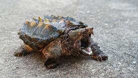 U Engleskoj pronađena opasna kornjača čudnog izgleda koja može lako pregristi kost