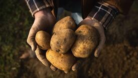 Najskuplji krompir na svijetu košta 500 eura po kilogramu, saznajte po čemu je poseban