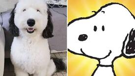 Simpatičnog psa porede sa Snoopyjem, proslavio se na društvenim mrežama
