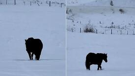 Snimak konja koji šeta po snijegu zbunio ljude na mrežama: Ide li životinja unaprijed ili unazad?