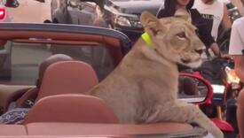 Tajland: Muškarac u Bentleyju ulicama grada vozio lava, vlasnica uhapšena
