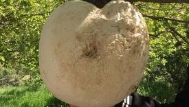 U Turskoj pronađena džinovska gljiva teška čak 13 kilograma