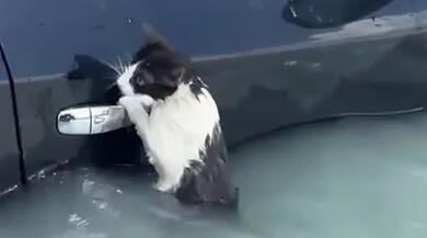 Mačka se očajnički držala za auto tokom poplava u Dubaiju, mrežama se dijeli trenutak spašavanja